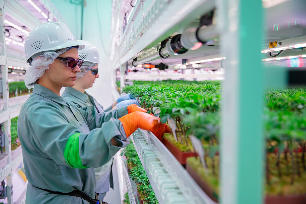 An image of two team members wearing hard hats, glasses and hairnets inspecting young plants