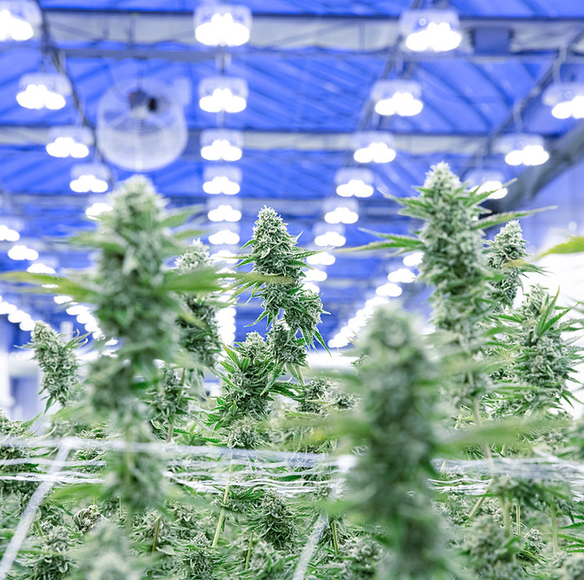 A close up photo of some cannabis plants, with the glass roof of our greenhouse in Quebec visible in the background