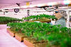 A photo of an Organigram team member in protectholding a tray of young cannabis plants, the foliage of another tray of plants are blurred in the foreground