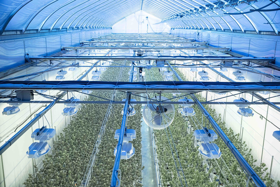 An aerial view photo looking down at one of greenhouse grow rooms at our Quebec production facility, there are fans and lights hanging from the rafters