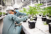 A close up photo of two Organigram team members in protective gear inspecting a cannabis plant in a grow room in Moncton