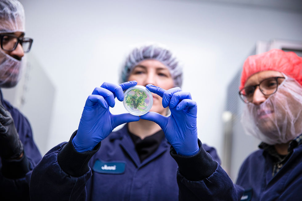 A photo of an Organigram employee holding up a small plant sample in a petri dish, the sample is in focus, the worker is blurred in the background wearing navy coveralls