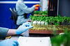A close up photograph of a team members hands wearing blue gloves placing a tray of cannabis clones onto a shelf