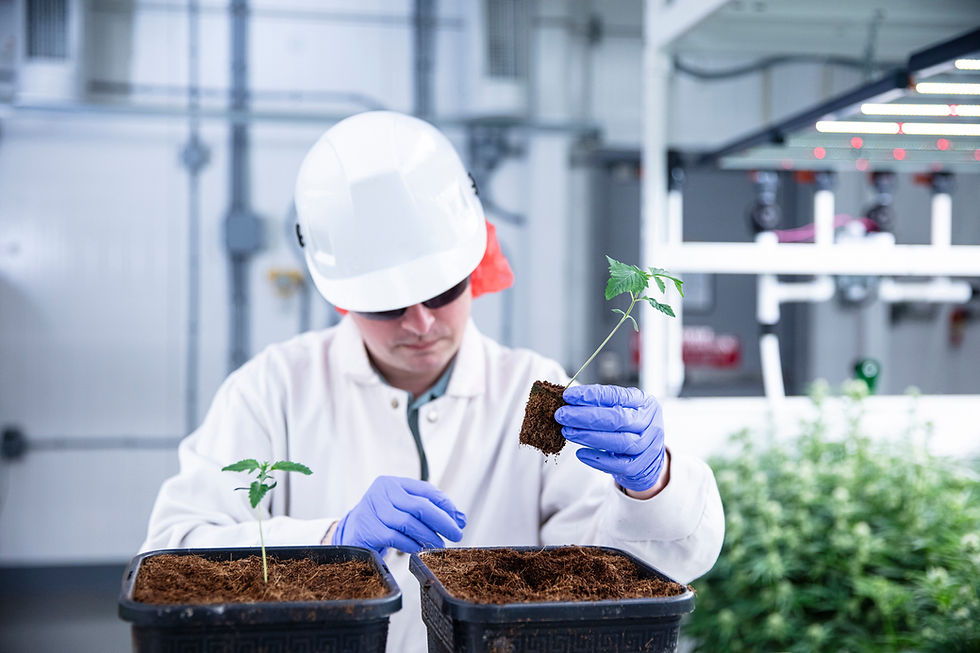 A photo of a cultivation team member wearin protective gear planting a young cannabis plant into some soil at our Moncton facility