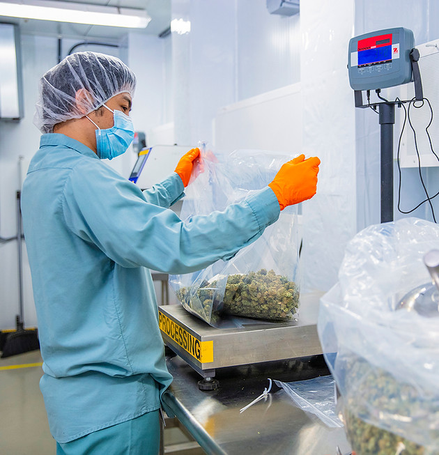 A photo of an employee at our Moncton facility, weighing large quantities of cannabis in clear bags which will be shipped internationally