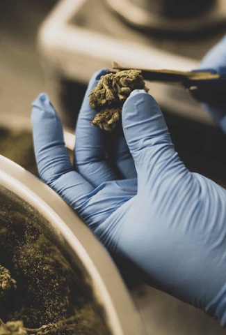 Organigram Lac Superieure Hand trimmed cannabis